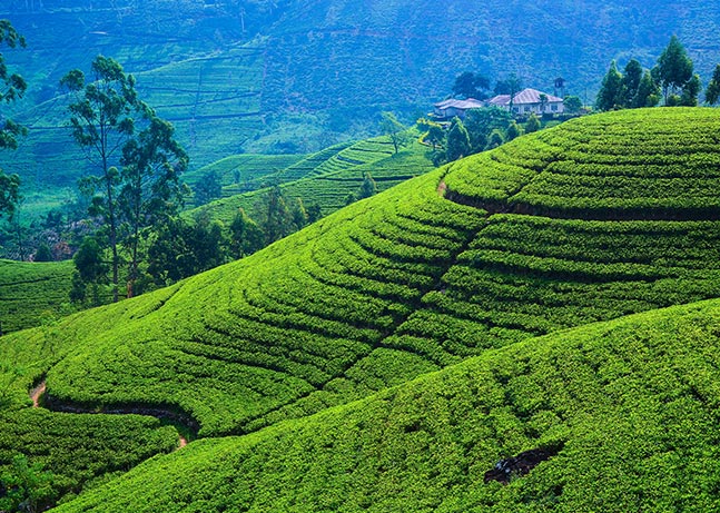 Nuwara Eliya exploration