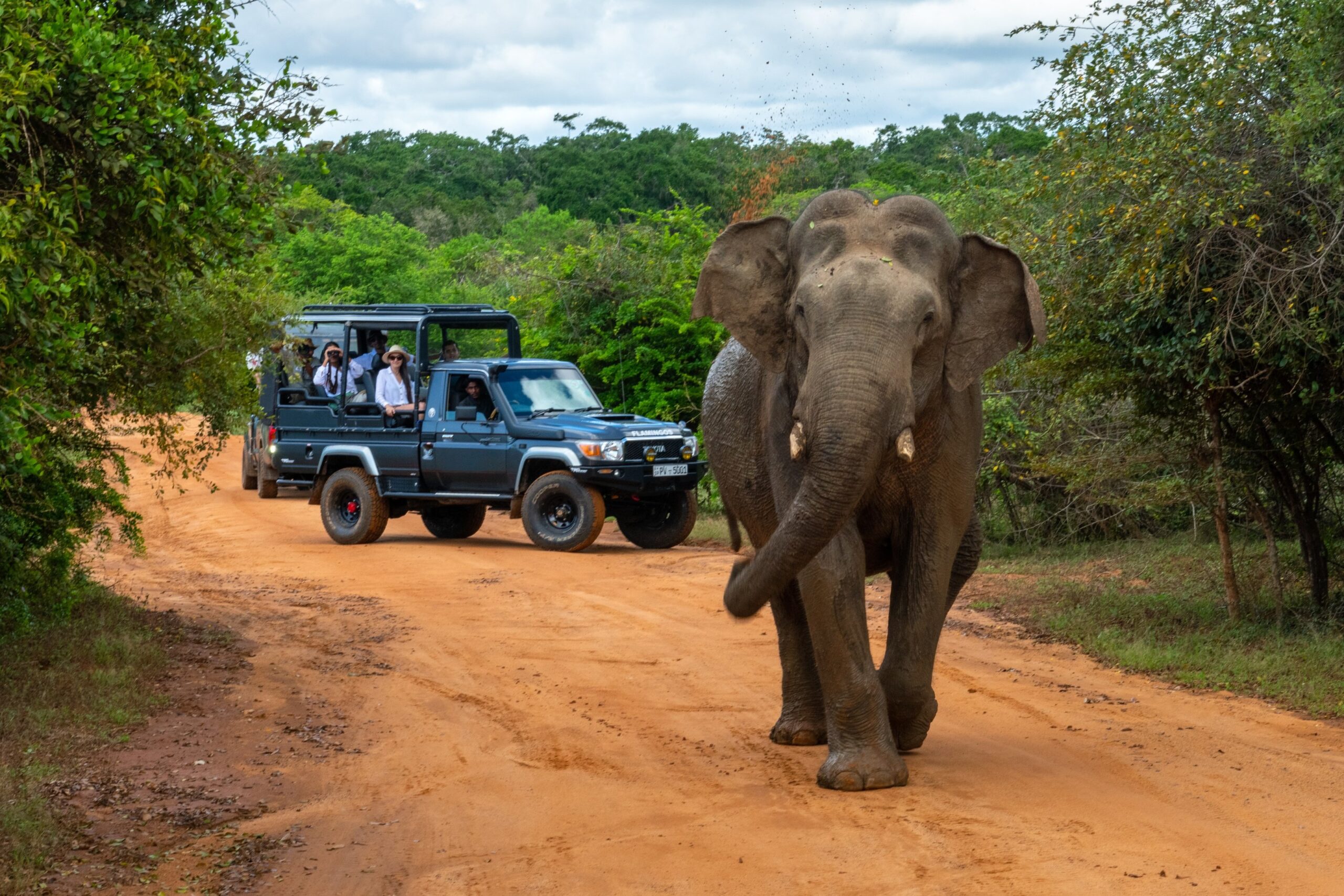 Wilpattu safari