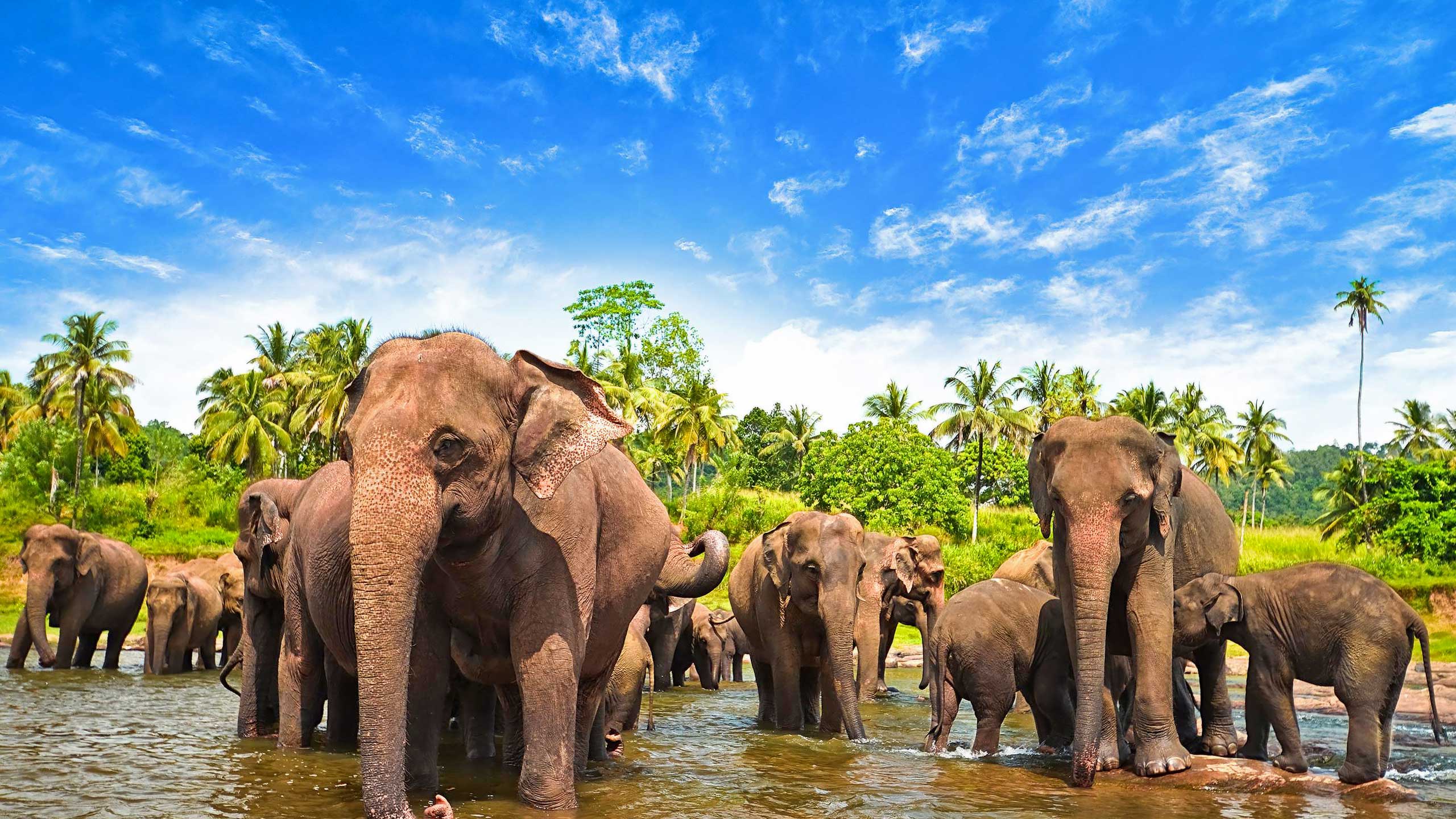 Pinnawala Elephant Orphanage, Sri Lanka